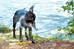 Hundeschwimmen im Waldbad