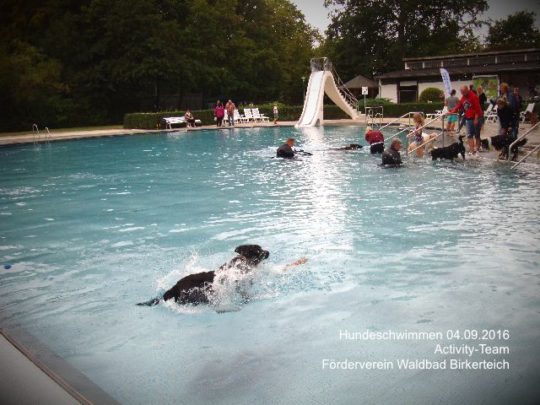Hundeschwimmen im Waldbad Birkerteich